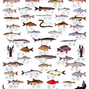 Freshwater Fish Poster