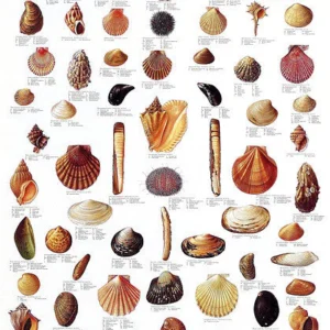 Seashells Poster