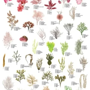 Seaweed Poster