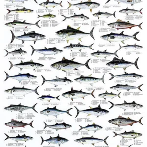 Tuna and Mackerel Poster